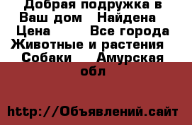 Добрая подружка,в Ваш дом!!!Найдена › Цена ­ 10 - Все города Животные и растения » Собаки   . Амурская обл.